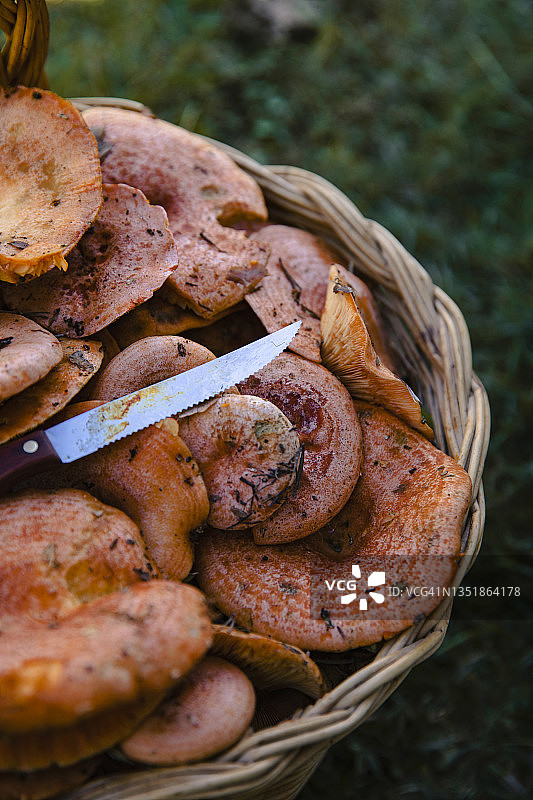 篮子里的新鲜蘑菇和刀图片素材