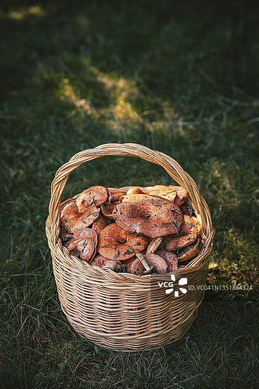 草地上篮子里新鲜采摘的蘑菇图片素材