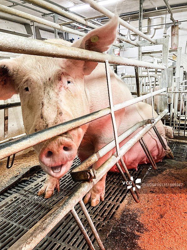 趴在地上的巨型猪图片素材