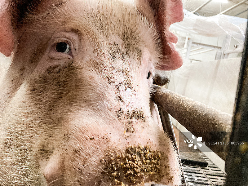 谷仓里的母猪脸图片素材
