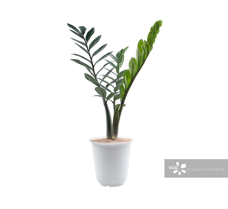 白色背景下的盆栽金钱树图片素材