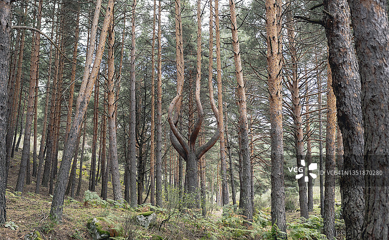 森林中的白桦树图片素材