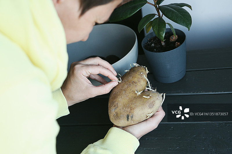 发芽的红薯图片素材