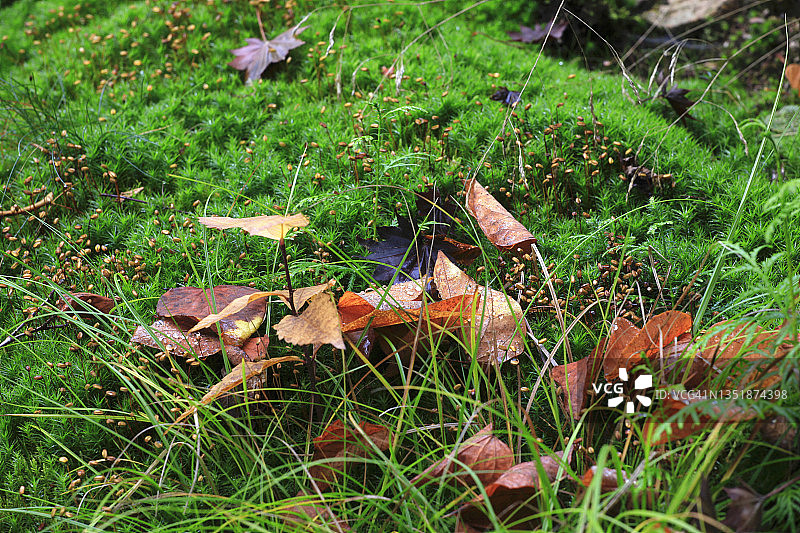 落在绿色苔藓森林地面的秋叶图片素材