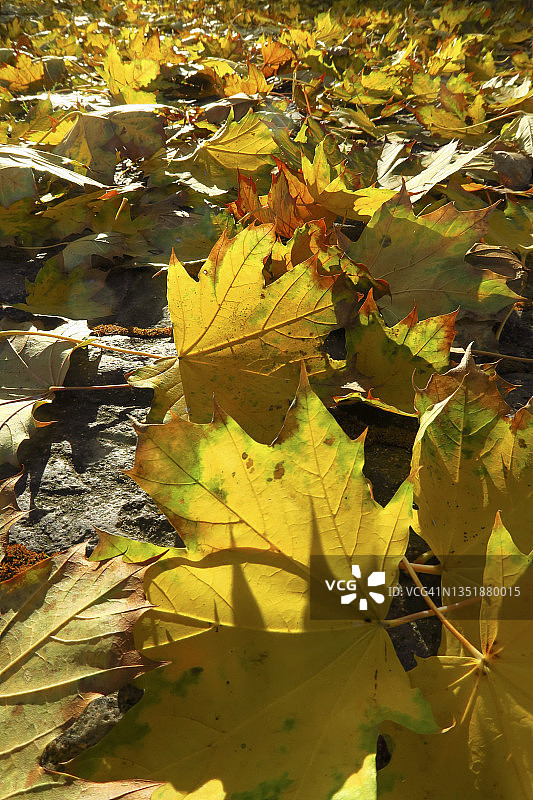 秋天落在地上的枫叶图片素材
