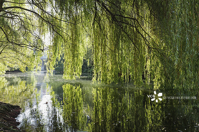 德国萨克森莱比锡，夏季卡尔-海涅运河上生长的大柳树图片素材