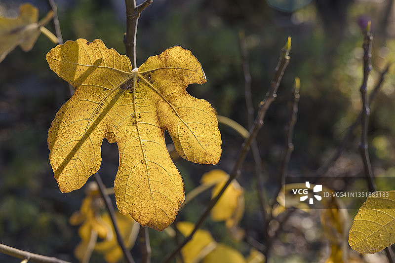 秋天的无花果叶图片素材