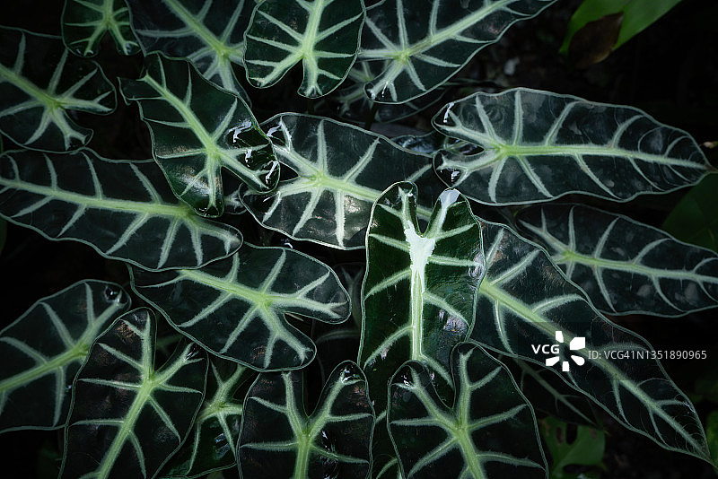 花园里美丽的桑德王芋叶子图片素材