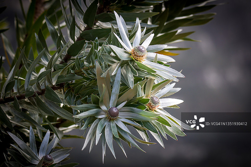 南非春季旅行图片素材