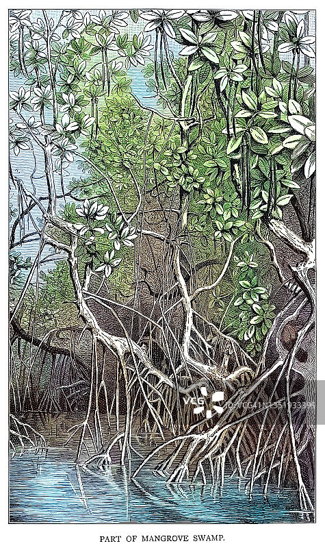 红树林沼泽雕刻插图图片素材