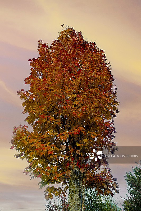 街区早秋景色 - 俄勒冈州图片素材