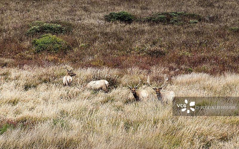 雷耶斯角国家海岸的图莱麋鹿图片素材