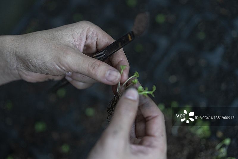 特写镜头：手在家中混合土壤种植蔬菜图片素材