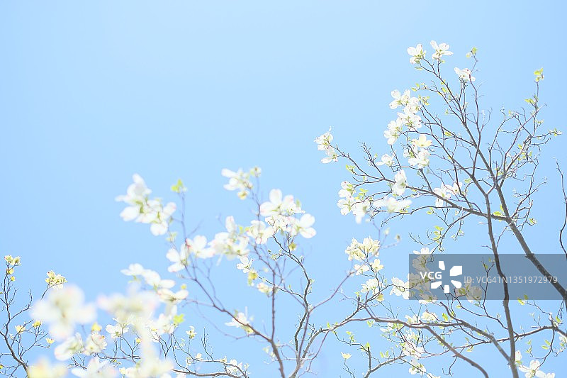树上的白色花朵图片素材