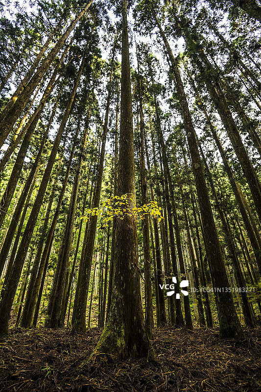 里山（Satoyama）的雪松森林图片素材