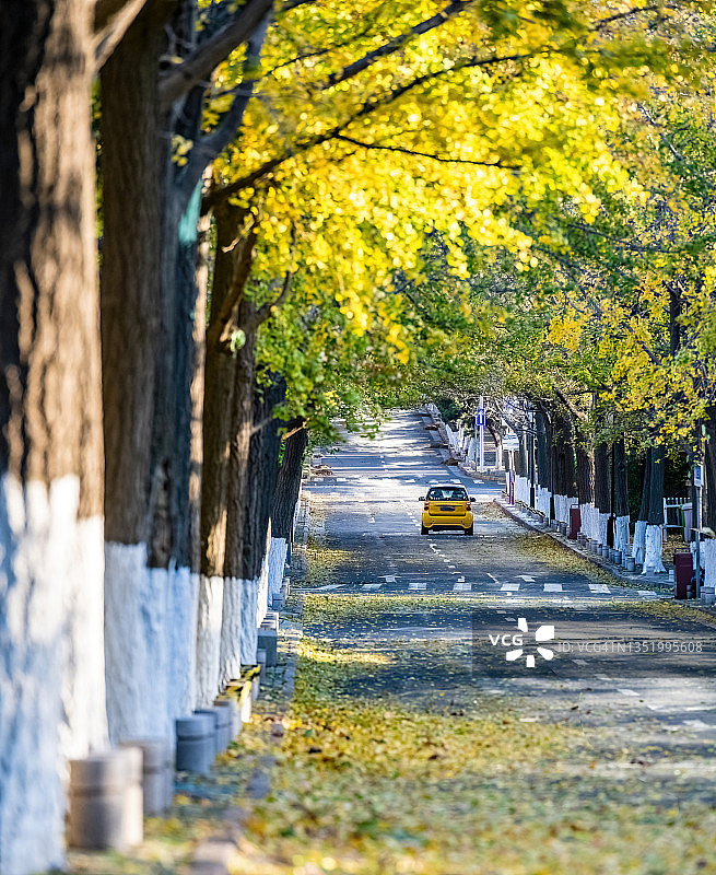 银杏叶覆盖的城市道路上的汽车图片素材