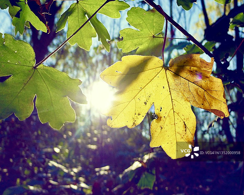 阳光穿过树叶图片素材