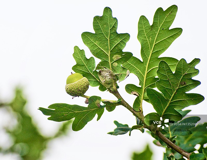 橡树上的橡子图片素材