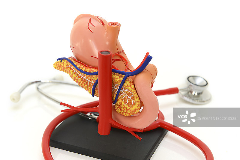 胃部解剖模型图片素材