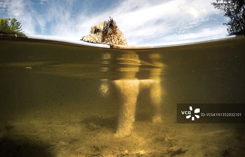 温暖夏日湖中毛茸茸的狗的水面景观图片素材