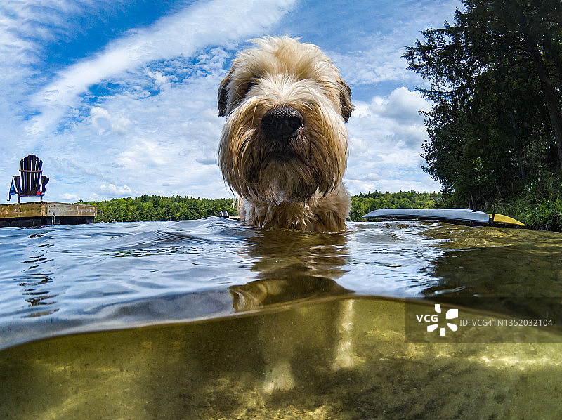 温暖夏日湖中毛茸茸的狗的水面景观图片素材