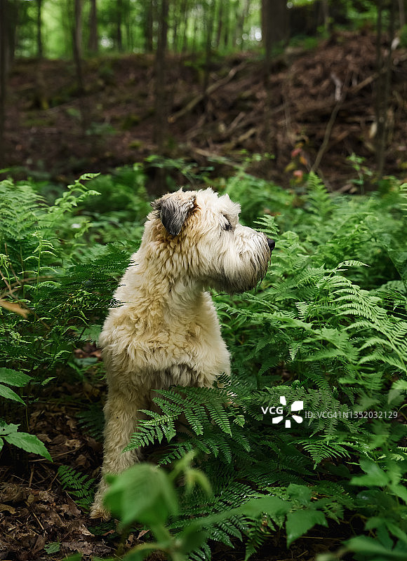 森林中被绿色蕨类叶子包围的软毛梗犬图片素材