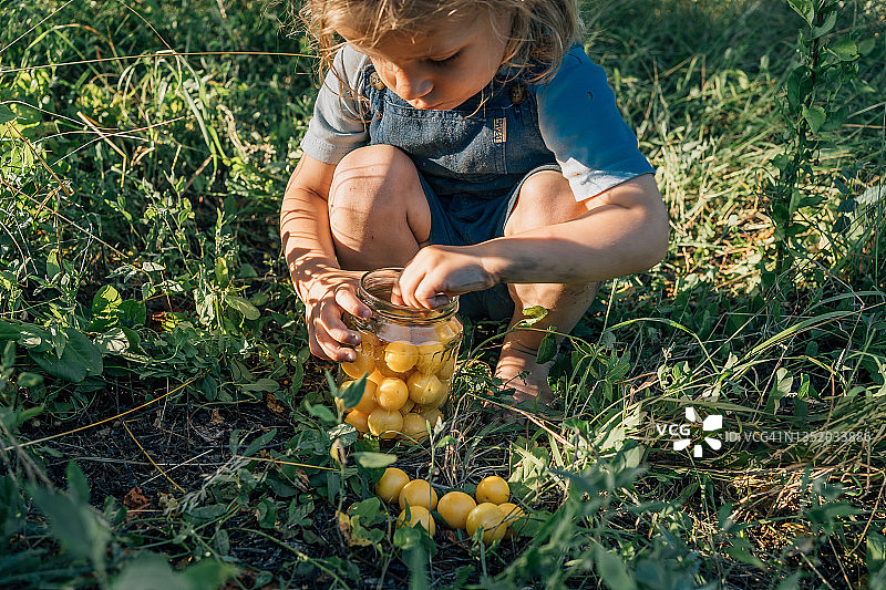 小男孩在玻璃杯里收集米拉贝尔李子图片素材