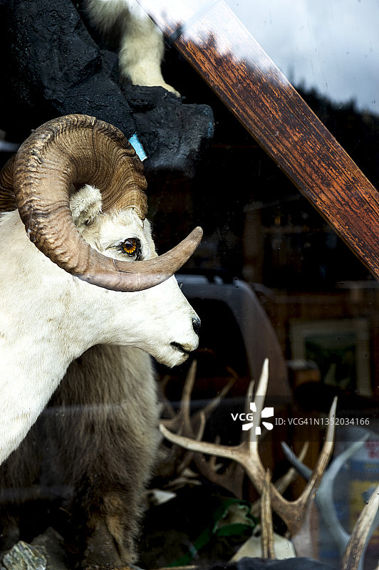 商店橱窗里的野山羊标本图片素材