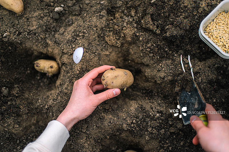 女人在家庭菜园里种植土豆图片素材