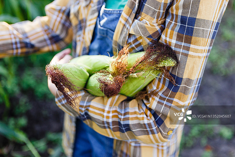 年轻女农民收获生态玉米图片素材