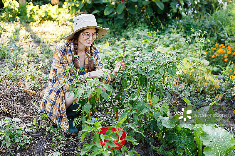 采摘辣椒的年轻女农民图片素材
