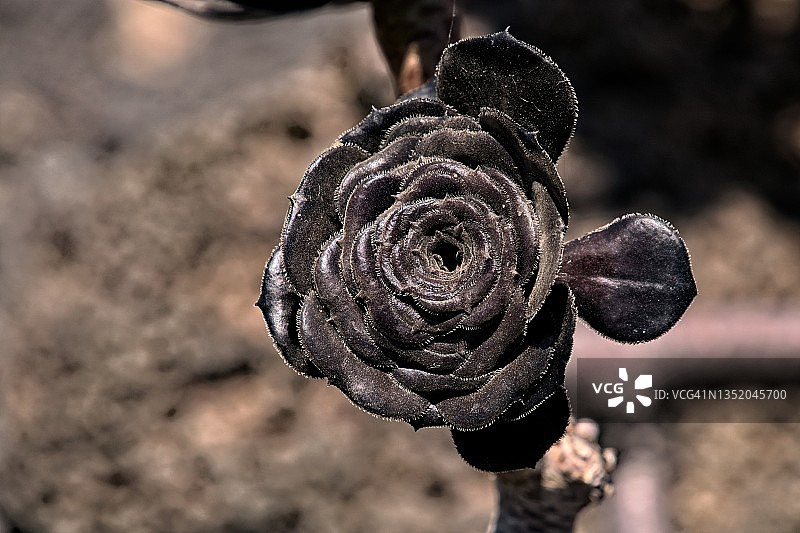 裸根玫瑰图片素材