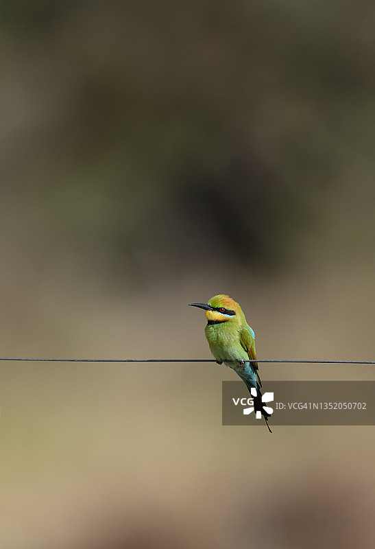 电线栅栏上的彩虹食蜂鸟图片素材