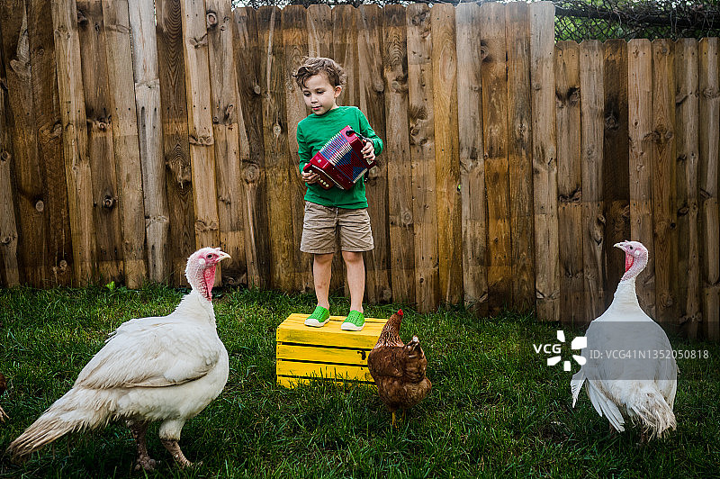 后院手风琴音乐会（鸡群）图片素材