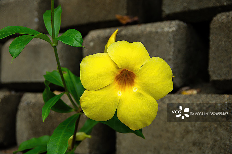 灰色混凝土挡土墙上的黄花夹竹桃图片素材