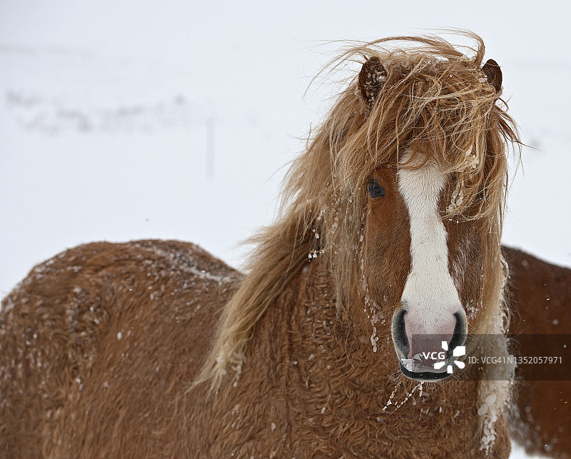 冬季的冰岛马图片素材