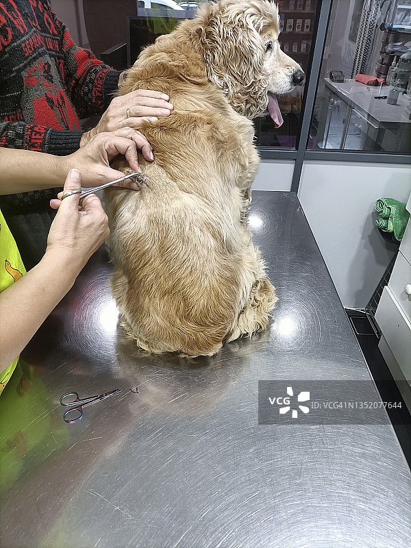 兽医拆线：宠物狗的专业护理图片素材