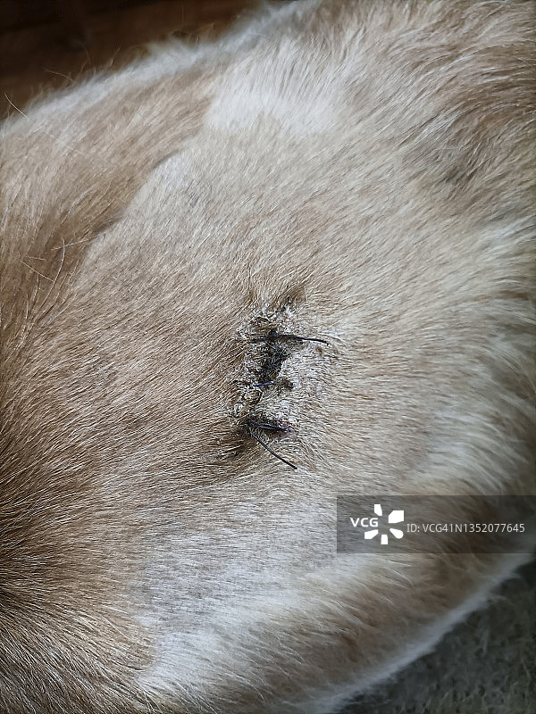 小手术后狗狗身上的缝线图片素材