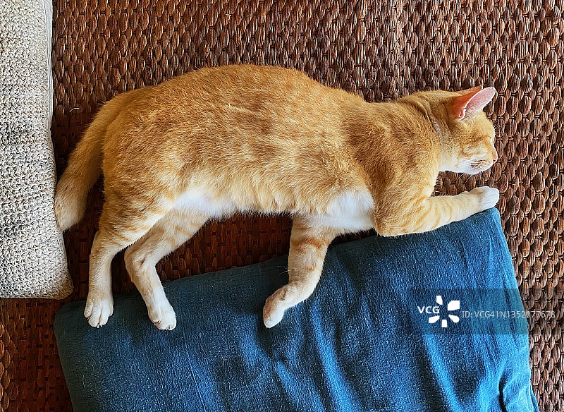 本土暹罗猫正躺在枕头上图片素材