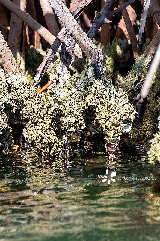 红树林的根航拍照片图片素材