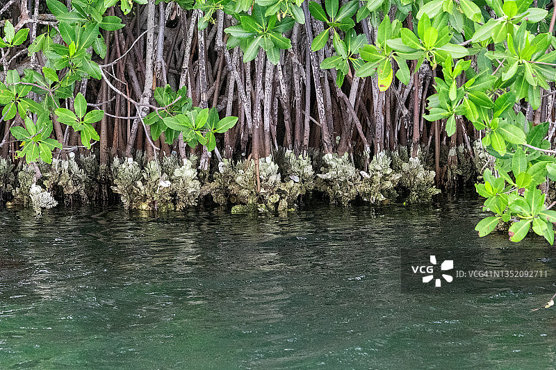 红树林的根航拍照片图片素材
