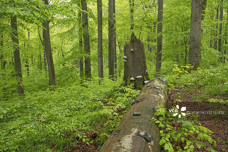 海尼希国家公园的树干和倒下的欧洲山毛榉树，德国图林根州海尼希国家公园，春季图片素材