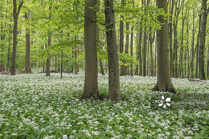 德国海尼希国家公园山毛榉林野蒜盛开图片素材