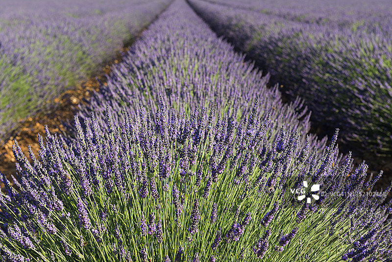 田野中的薰衣草图片素材
