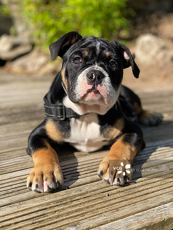 狗狗躺在木板地上图片素材