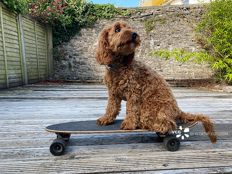 狗坐在滑板上图片素材