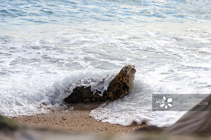 德文海滩上的灰色海豹图片素材