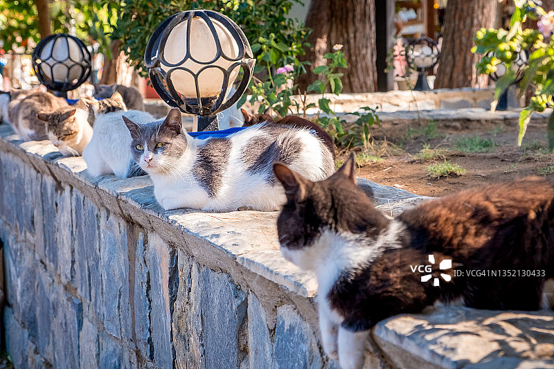 土耳其以弗所古城中的家猫图片素材