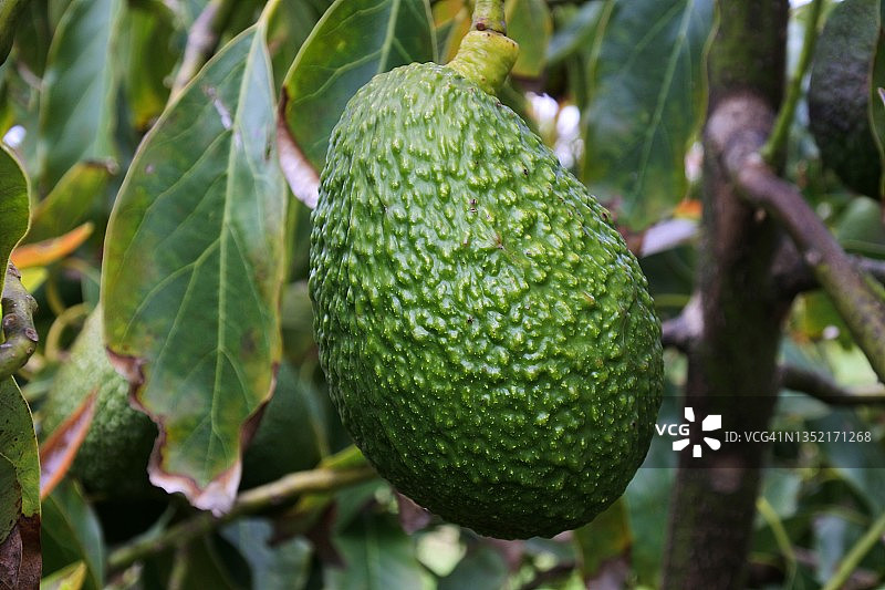 树上生长的绿色鳄梨图片素材