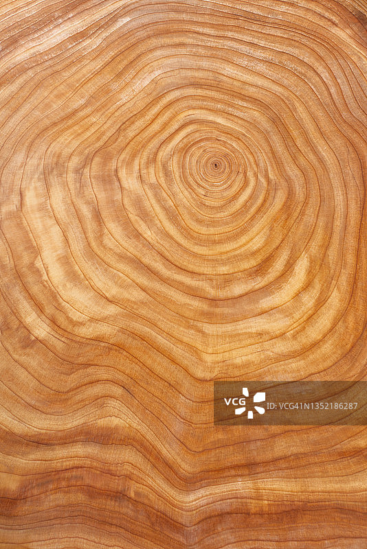 水杉树干切片年轮图片素材